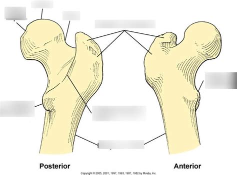 Proximal Femur Diagram Quizlet