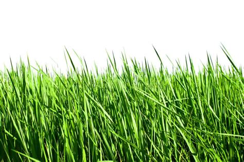 Fresh Spring Green Grass Stock Image Image Of Gardening 33791835