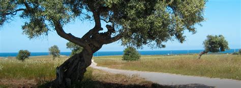 Rotazione degli ulivi in Puglia curiosità sulla torsione delle piante