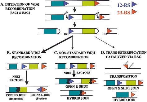 The Mechanism And Regulation Of Chromosomal V D J Recombination Cell