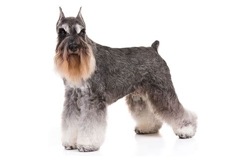 5 Best Miniature Schnauzer Breeders in Illinois!