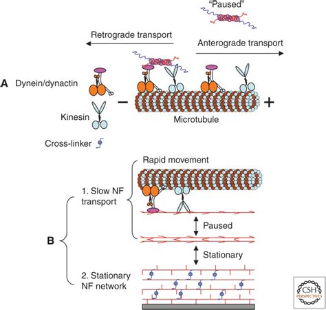 Neurofilaments And Neurofilament Proteins In Health And Disease