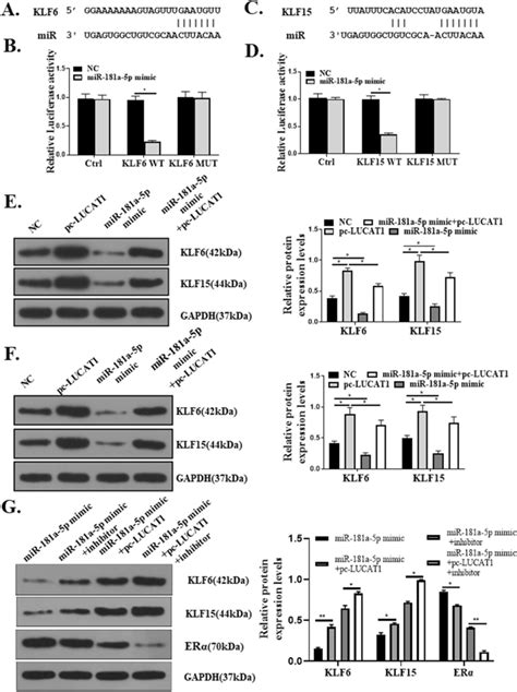 LUCAT1 MiR 181a 5p Axis Regulates The Expression Of KLF6 And KLF15 A