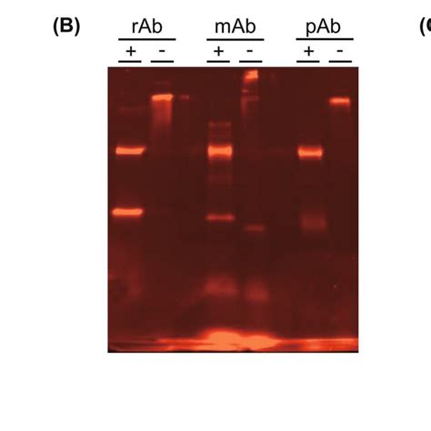 A Schematic Representation Of Af Nhs Ester Dye Labeled Antibody