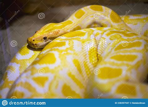 Albino Burmese Python Python Molurus Bivittatus Golden Yellow Snake