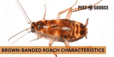 Brown Banded Cockroaches Facts Identification Control Pest Source