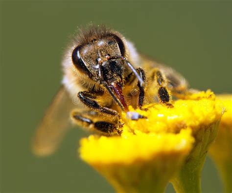 Abeja O Abeja En Los Apis Latinos Mellifera Imagen De Archivo Imagen