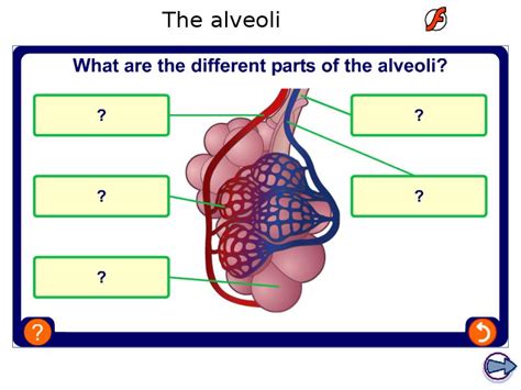 Ks Biology The Breathing System