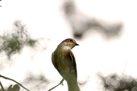 Gobemouche Noir Ficedula Hypoleuca Lilo A Belo Lilo A