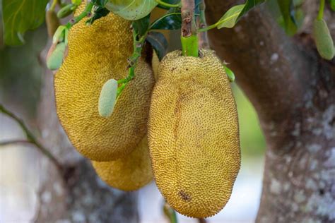 Opportunities Of Jackfruit Processing In Meghalaya Dofpmeghalaya Org