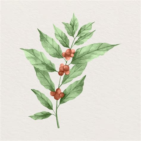 Free Vector | Watercolor coffee plant illustration