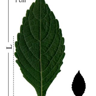 Pdf Non Destructive Method For Estimating Leaf Area Of Ocimum