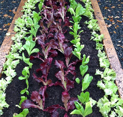 How To Grow Lettuce In An Organic Salad Garden Gardenary