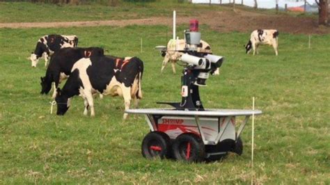 Robot Used To Round Up Cows Is A Hit With Farmers Bbc News