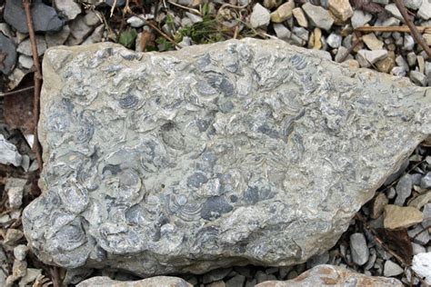 Fossils from our creek bed shale by gmdwilcox on DeviantArt