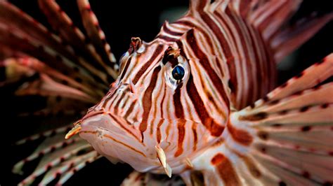 Invasive Species Lion Fish Sosua Beach Dominican Republic