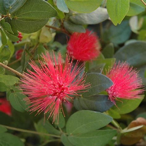 Dwarf Powderpuff Buchanans Native Plants