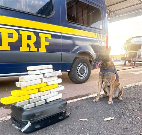 A Tribuna Mt Escondida Em Mala Prf Apreende Tabletes De Pasta