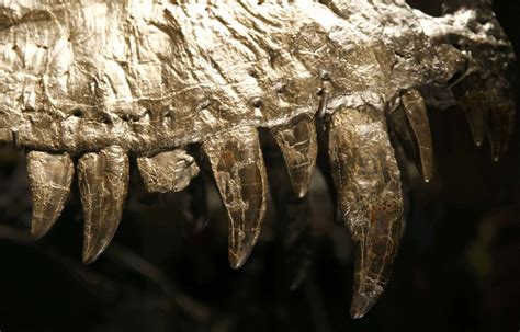 T Rex Skelett Tristan Otto Im Berliner Naturkundemuseum Der Spiegel