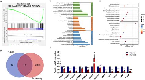 JAK STAT Signaling Is Involved In MIF Regulating Pathways In Laryngeal