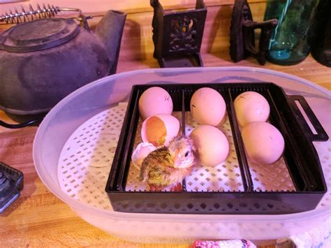 How And When To Help A Stuck Chick Hatch From Its Egg New Life On A