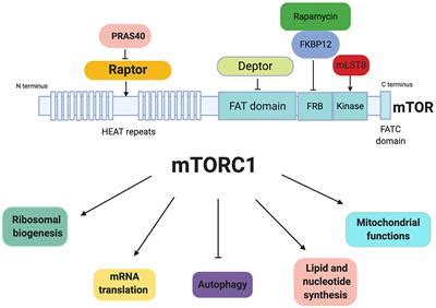 Frontiers MTORC1 As A Regulator Of Mitochondrial Functions And A