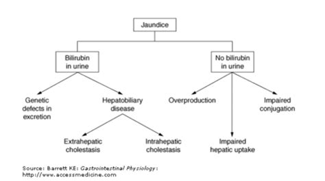 Bilirubin Metabolism And Jaundice Flashcards Quizlet