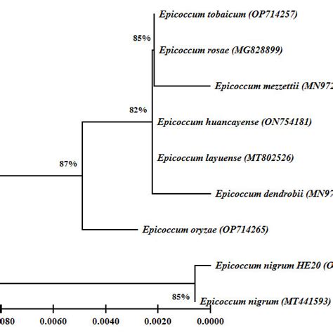 A Phylogenetic Tree Indicates The Ancestral Relationship Of Endophytic