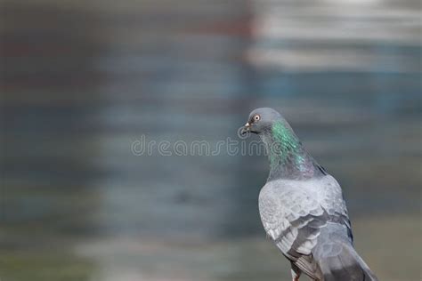 Pigeon Bird, Natural, Nature Stock Image - Image of pond, bird: 177888949