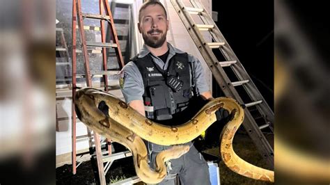 Wisconsin Deputies Rescue Giant Snake From Roof Of Home Kstp