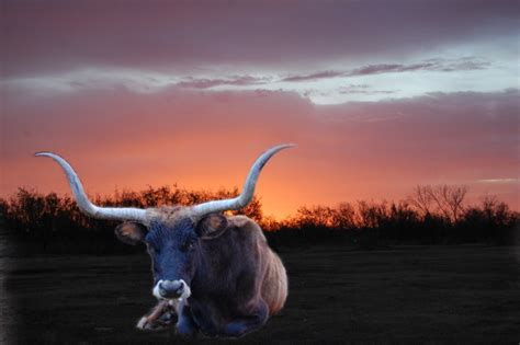 Sunrise with Longhorn | Shannon Ranch