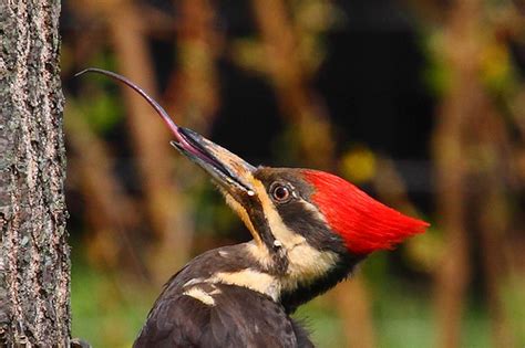 El P Jaro Carpintero El Carpintero De La Naturaleza