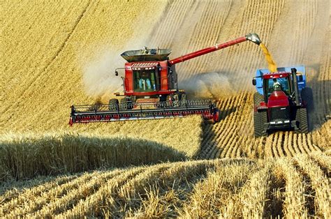 Wheat harvest - Stock Image - C007/3624 - Science Photo Library