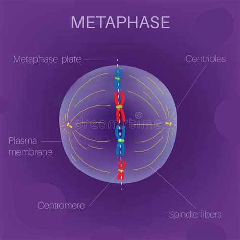 The Cell Cycle -Metaphase stock vector. Illustration of cytoplasm ...