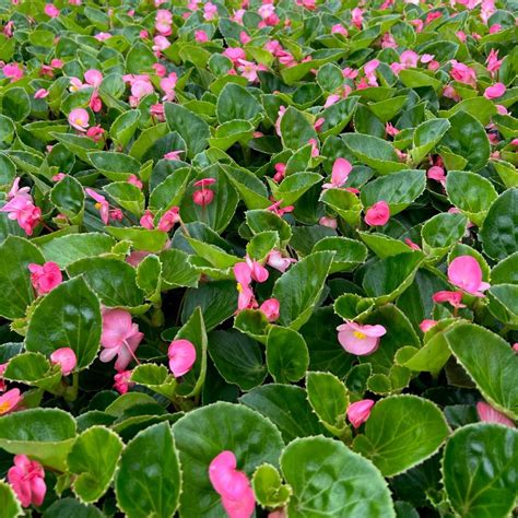 Begonia Big 'Pink with Green Leaf' Begonia from Babikow Wholesale Nursery