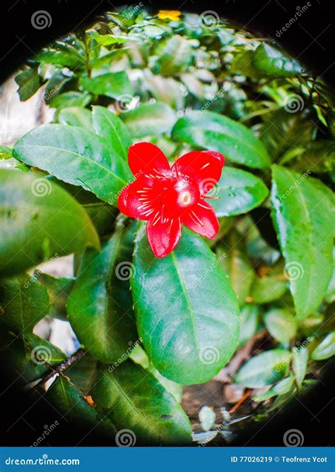 Money Tree Fortune Plant Red Flower Stock Image Image Of Bloomed