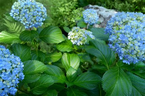 Hydrangea Identification And Care Guide Merrifield Garden Center