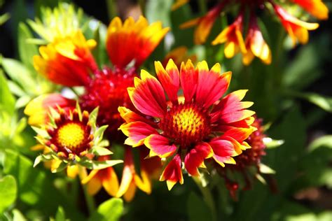 The Gaillardia Story Delving Into Its Symbolism And Meaning Petal Republic