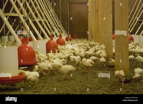 Chicken Farm Wales United Kingdom Hi Res Stock Photography And Images