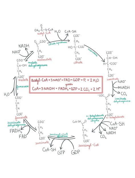 Citric Acid Krebs Cycle Notability Gallery