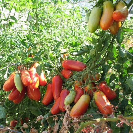 Semillas de Tomate San Marzano Gigante Gran Mérito