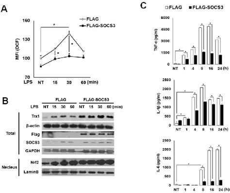 Figure 2 From Anti Inflammatory Mechanisms Of Suppressors Of Cytokine