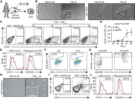 Direct Reprogramming Of Fibroblasts Into Antigen Presenting Dendritic