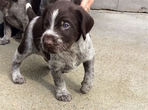 German Wirehaired Pointer Puppies | in Pitlochry, Perth and Kinross ...