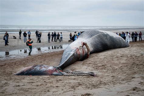 ANIMAUX Une baleine de 18 mètres séchoue sur la côte belge