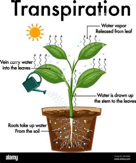 Diagram Showing Plant Transpiration Illustration Stock Vector Image