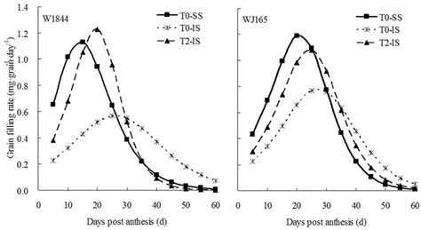 Grain Filling Rate Of Ss And Is Of Rice During Grain Filling T0 And T2