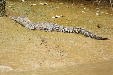 Saltwater Crocodile Crocodylus Porosus In Natural Habitat Borneo