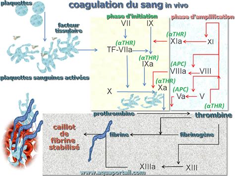 Coagulation définition et explications