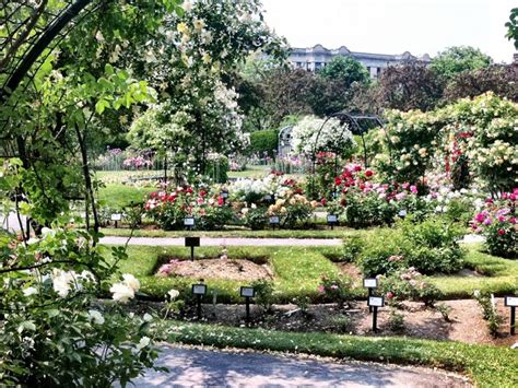 Rose Gardens Johannesburg Fasci Garden